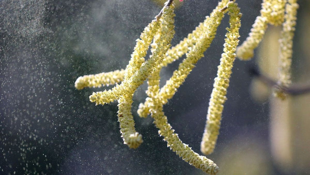 Birch catkin releasing pollen