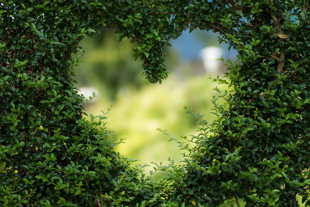 Heart shape cut into a hedge summer hay fever