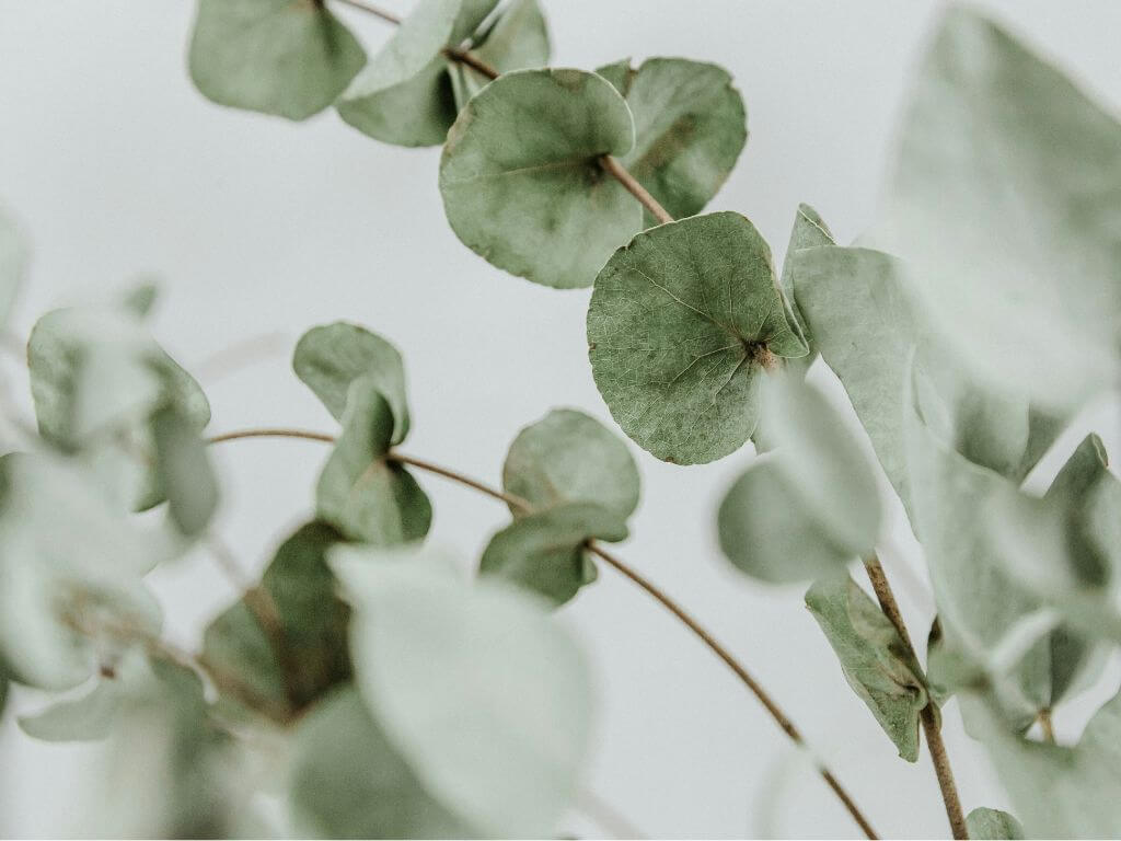 The power of essential oils for hay fever - Eucalyptus