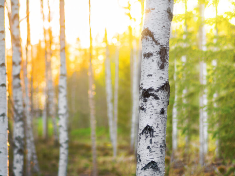 Birch - this month's pollen enemy. But is it all bad?