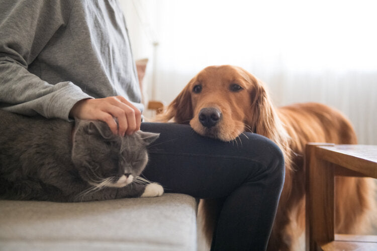 Allergic to the one you love? Tips for living with pet allergies